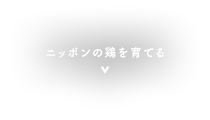 ニッポンの鶏を育てる