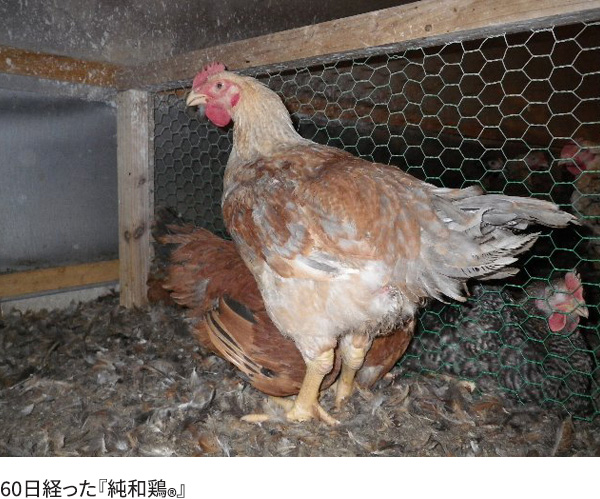 純鶏 楽天市場】純鶏串 (じゅんけい) どっさり 20串 焼き鳥 福井 国産