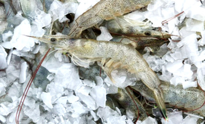 ニチレイフレッシュ