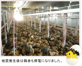 地震発生後は鶏舎も停電になりました。